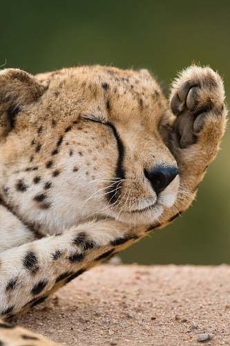 face closeup photo of cheetah lying on ground cat