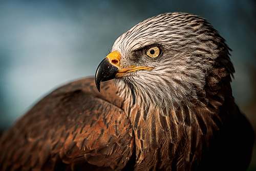 bird closeup photography of bald eagle eagle