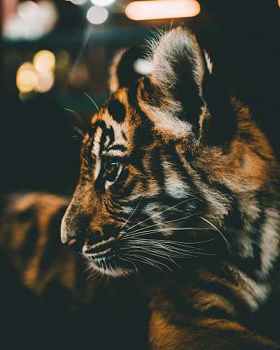 thailand closeup photography of tiger cub tiger