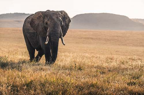 wildlife elephant on grass during daytime elephant