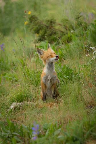 wildlife fox sitting on green grass fox