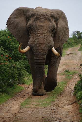 wildlife gray elephant walking beside green plants during daytime elephant