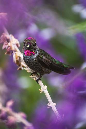bird green, white, and purple birds of paradise perched bird
