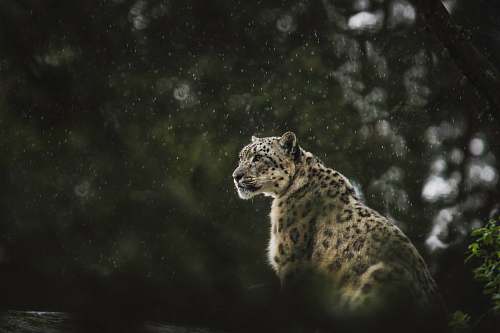 wildlife leopard looking at the right leopard