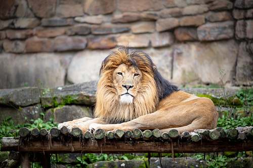 wildlife lion lying on brown surface mammal