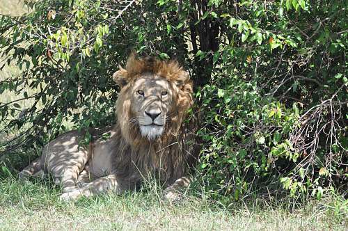 mammal lion lying on grass near green-leafed tree lion