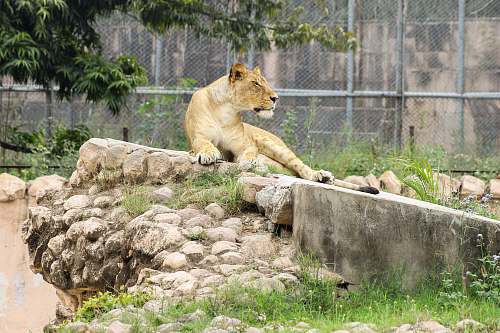 mammal lioness inside cage lion