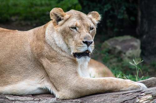 lion lioness on log mammal