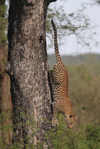 leopard loepard climbing down on tree during daytime giraffe