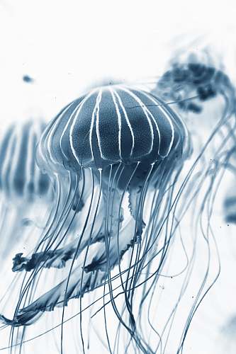 valencia macro shot of jelly fish spain