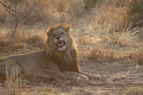 mammal male lion sitting on ground during daytime lion