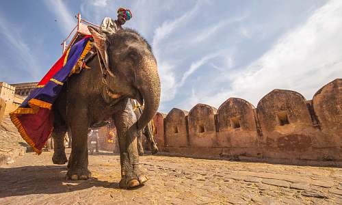 india man riding on walking elephant at daytime building