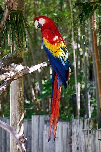 bird parrot on tree branch parrot