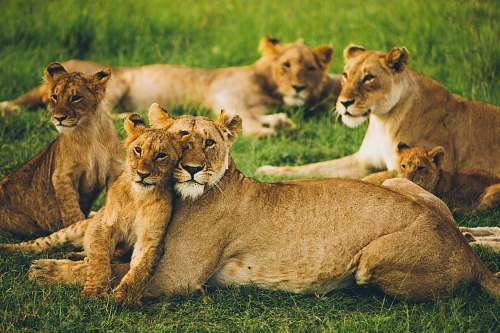 lion pride of lion on field wildlife