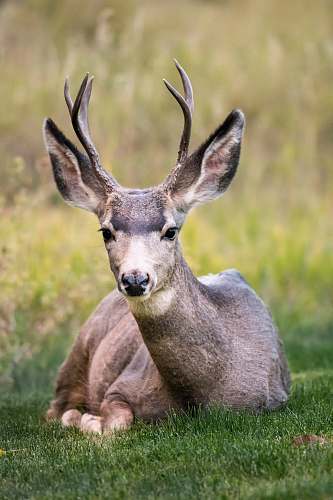 wildlife selective focus of brown deer lying on green grass during daytime deer