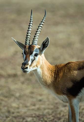 antelope selective focus photography of antelope standing on field during daytime gazelle