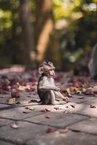 wildlife selective focus photography of brow monkey sitting on brick pavement monkey