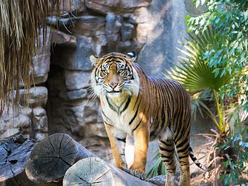 wildlife shallow focus of tiger beside green leafed plant mammal