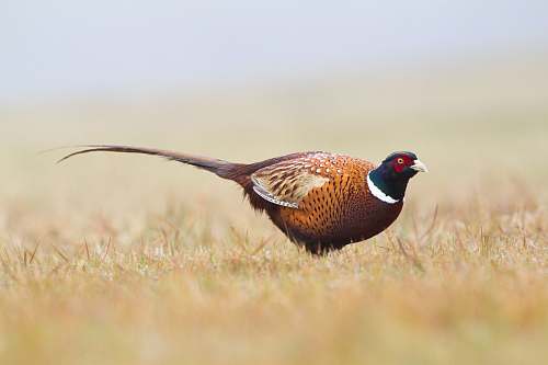 bird shallow focus photography of brown bird on brown grass pheasant