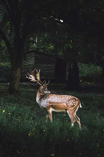 wildlife spotted reindeer on green grassland deer