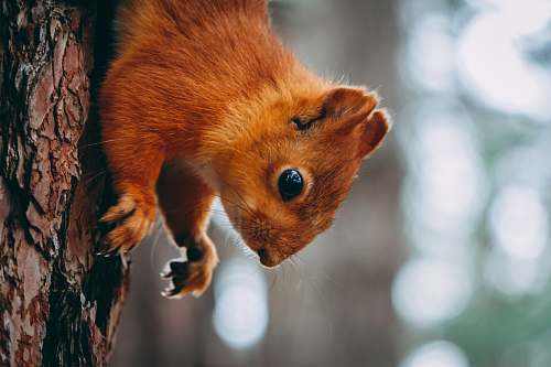 wildlife squirrel on tree trunk mammal