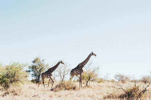 wildlife two brown Giraffe on brown grass field giraffe