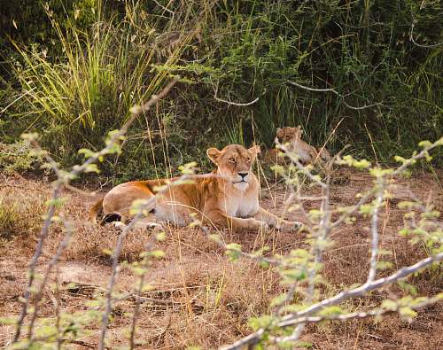 wildlife two brown lioness on forest lion
