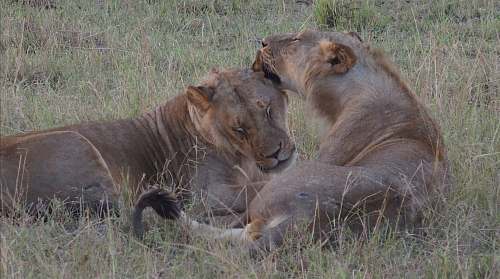 mammal two lionesses on field lion