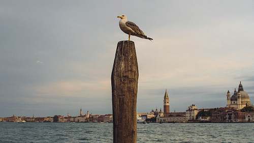 seagull bird on brown wooden post venice
