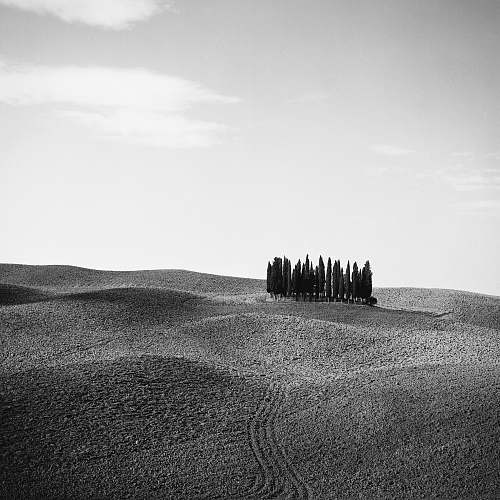 nature grayscale photo of trees on desert soil