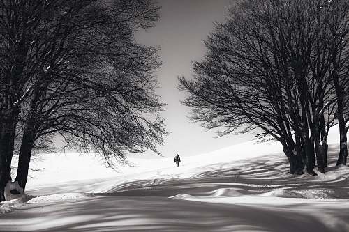 tree person standing on snow outdoor during daytime nature