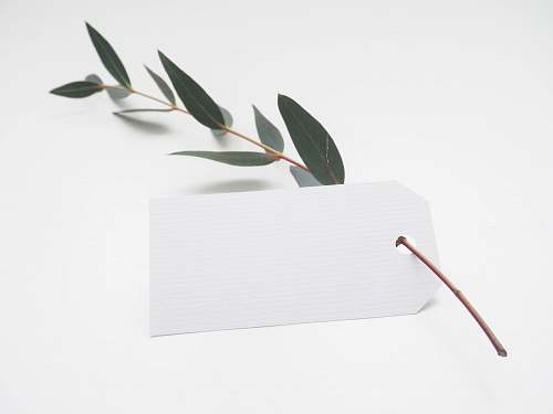 white green leaf with white card minimal
