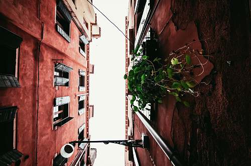 plant red painted buildings venice