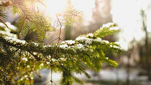 tree green pine tree leafed cover ice conifer