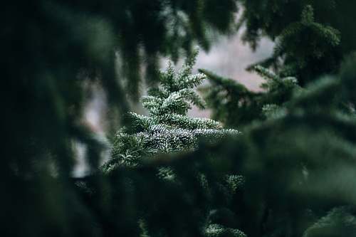 tree green tree can be seen through green leaves christmas wallpapers