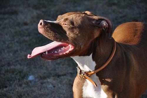 pet brown and white pitbull terrier pitbull