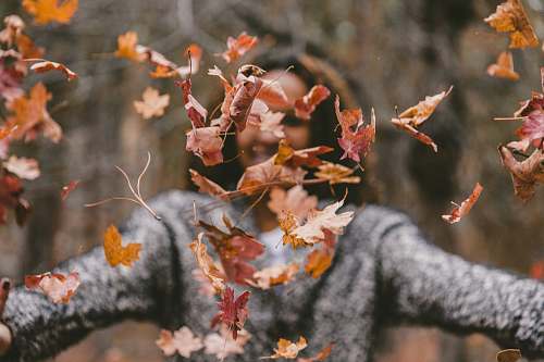 autumn woman throwing maple leaves outdoors