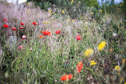 poppy selective focus photography of flowers flora