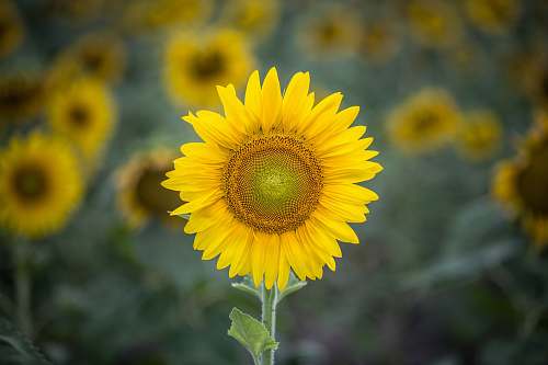 sunflower shallow focus photo of sunflower flora