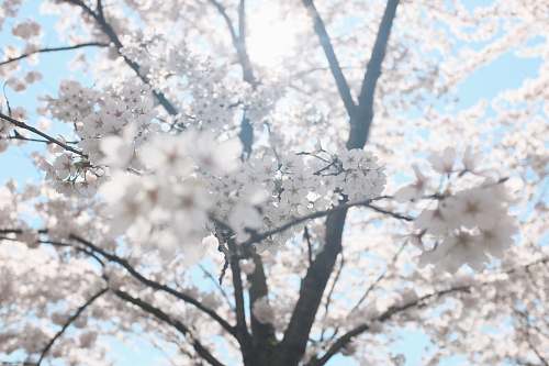 blossom white cherry blossom tree under clear blue sky spring