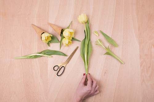 flatlay yellow petaled flower cut and placed on cones flower arrangement
