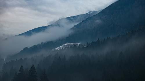 moody trees on side of mountain covered with fog at daytime mist