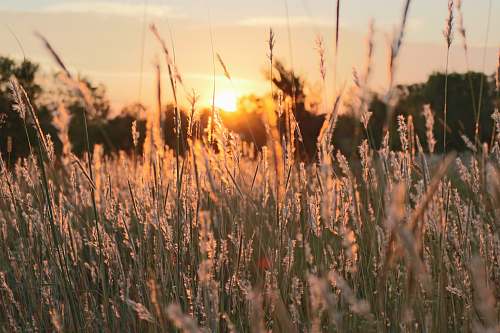 plant silhouette photo of grass field field