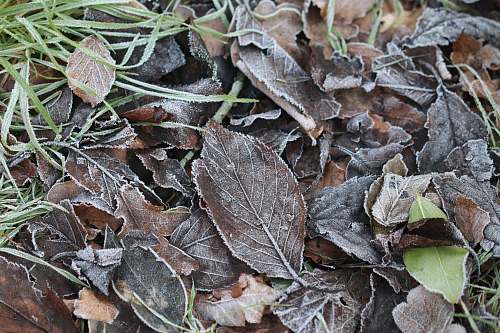 nature brown dried leaves outdoors