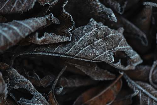 outdoors brown leaf plant nature