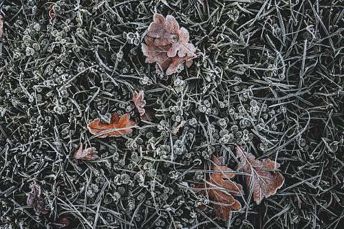 nature brown leaves on grass outdoors
