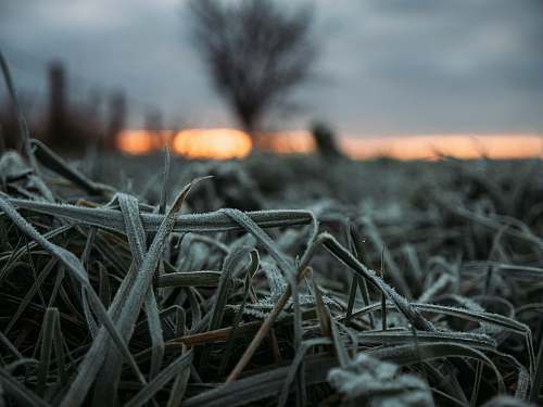 nature grass field outdoors