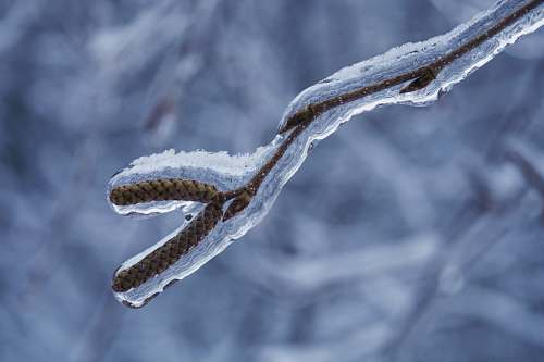 nature icy cover branch outdoors