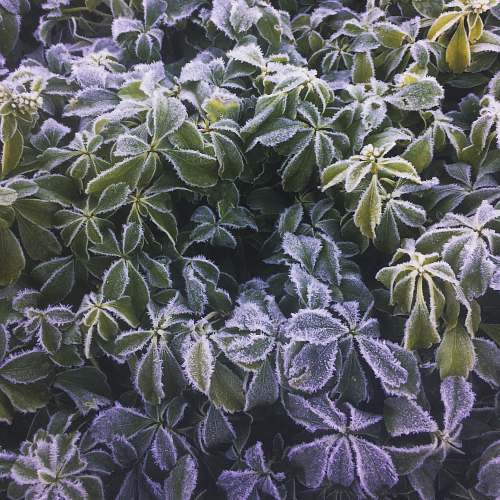 nature macro photography of green with white leaf plants outdoors
