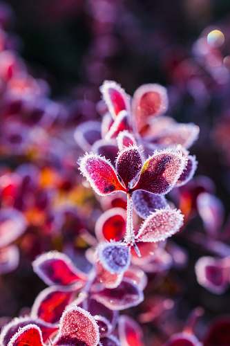 outdoors red-leafed plant nature